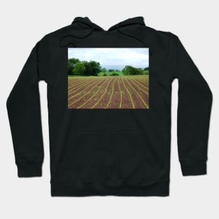 A Field For The Future Hoodie